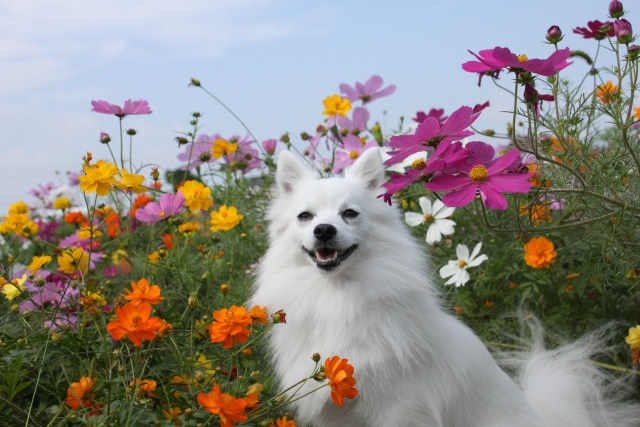 愛犬が秋を快適に過ごすための3つの対策