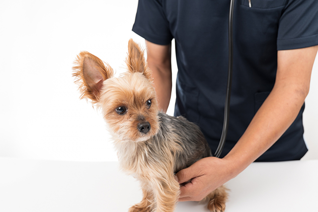 愛犬が風邪をひいた時の対処法と受診の目安