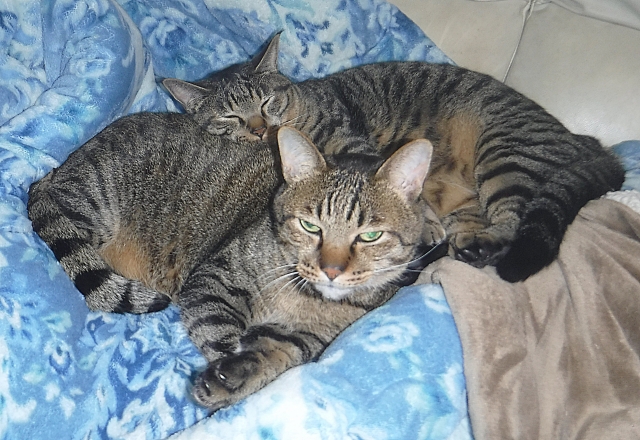 猫の多頭飼育崩壊の主な原因