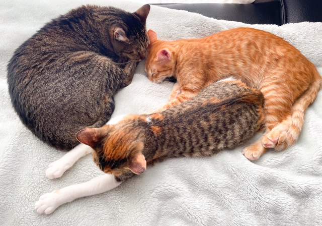 3匹目の猫を迎える時のポイント