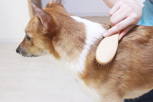 犬の乾燥を防ぐための保湿ケアと食事・生活習慣