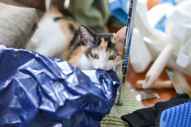 猫のウールサッキングを放置すると危険な理由