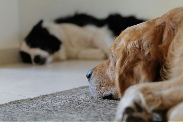 愛犬と暮らす家で床選びが大切な理由