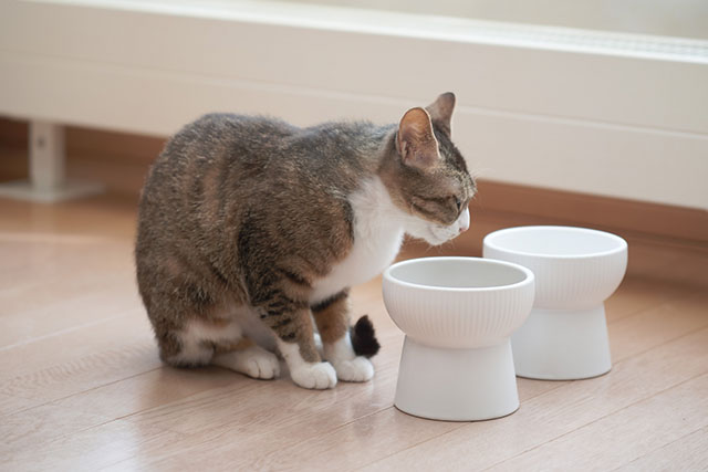 猫が便秘になる主な原因