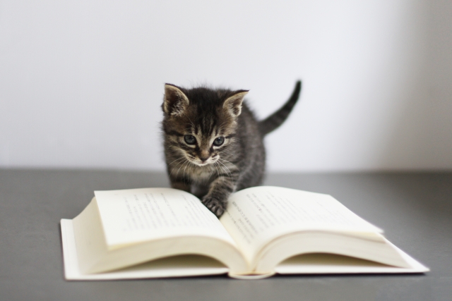 秋に猫を迎える時の注意点
