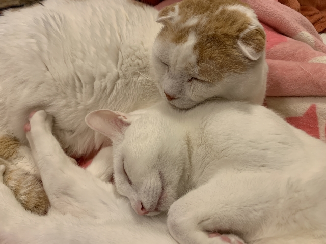 人懐っこく、猫初心者でも飼いやすい