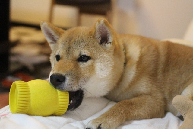 ノーズワークで愛犬の「脳」と「心」を満たそう