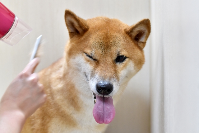 愛犬がドライヤーを嫌がる5つの主な理由