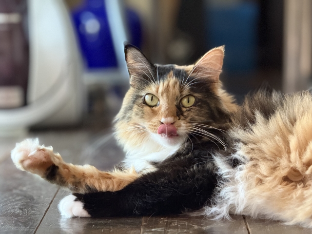 猫1匹でも寂しくない留守番のコツ