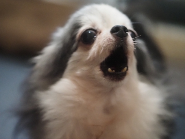 マンションで犬の鳴き声に悩む人によくある質問