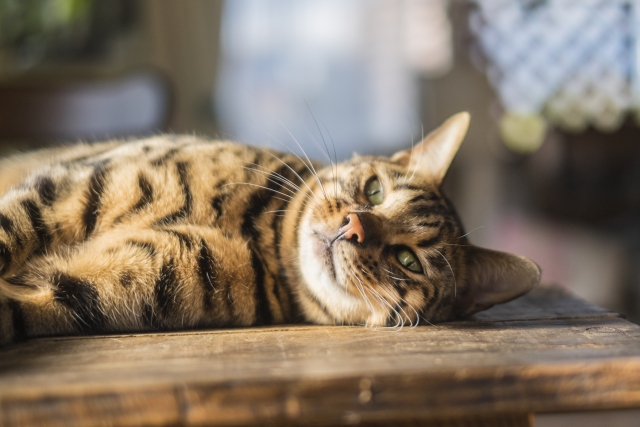 ベンガルの基本的な性格