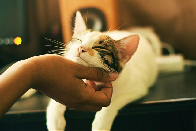 猫が寒いときに見せるサイン