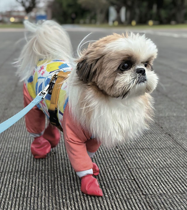 愛犬のむったくん(4歳)。滑りにくい床材でひとも安全に過ごせるようになった、とNさん。