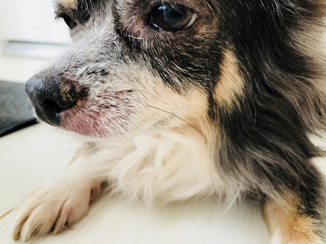 犬の花粉アレルギーの主な症状｜部位別