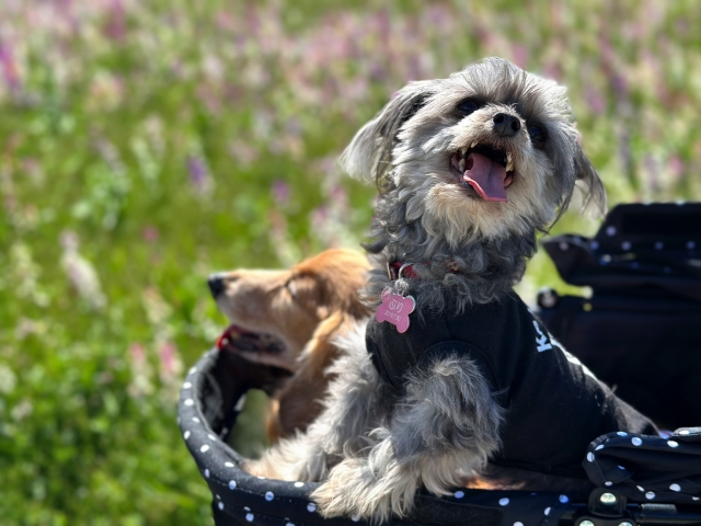 人気・定番ペットカートはここが違う【比較の視点】