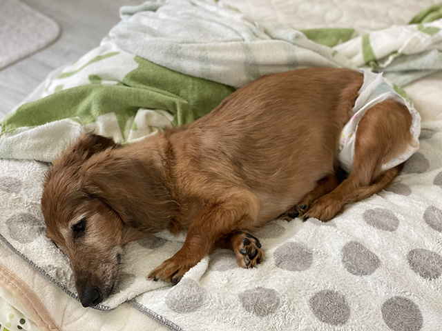 老犬になると何が変わる？体の変化と室内環境への影響