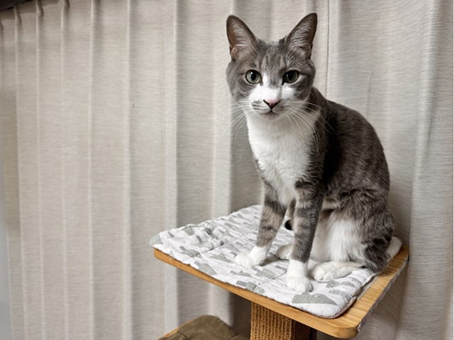 猫1匹におすすめの据え置き式キャットタワー5選