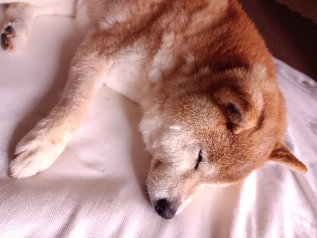 寝たきりのシニア犬と向き合うときの「心構え」