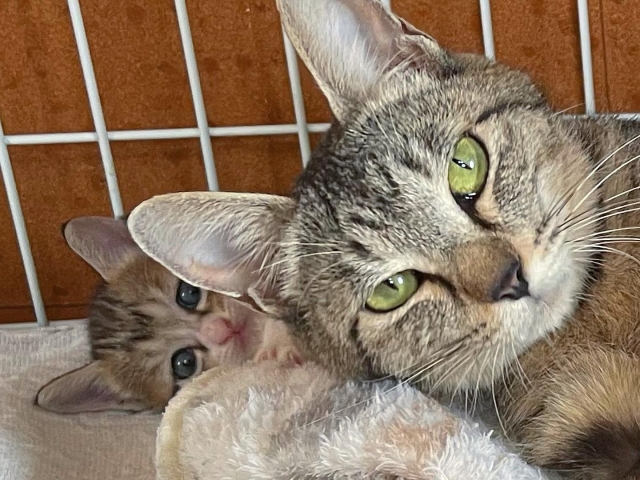 【まとめ】子猫の安心・安全のためにケージを活用しよう！