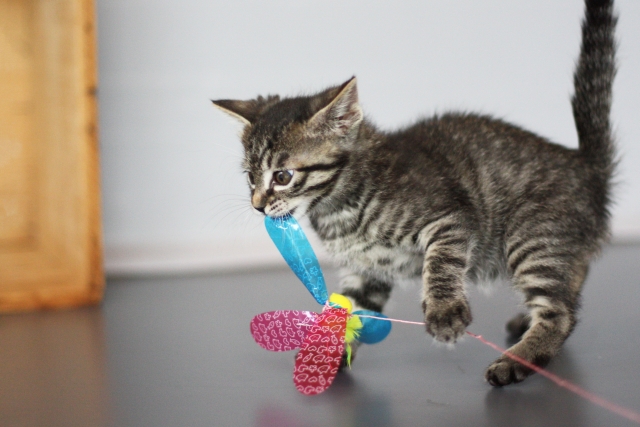 シーン別!子猫におすすめのおもちゃ12選