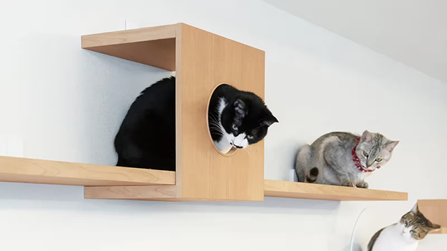 キャットウォークやキャットステップで安全な動線をつくる
