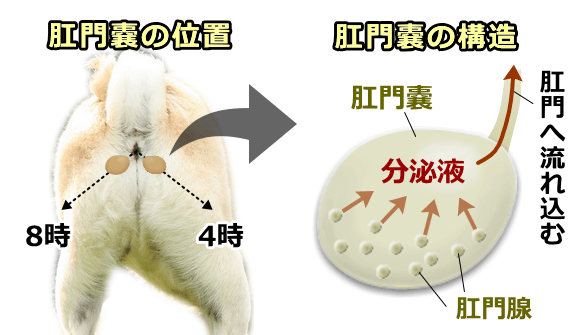 【犬の肛門腺しぼりのやり方・コツ】