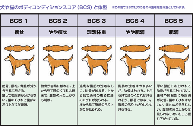 BCS（ボディ・コンディション・スコア）