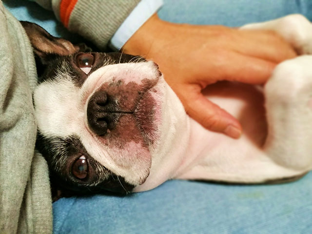 犬の椎間板ヘルニアに関するよくある質問FAQ