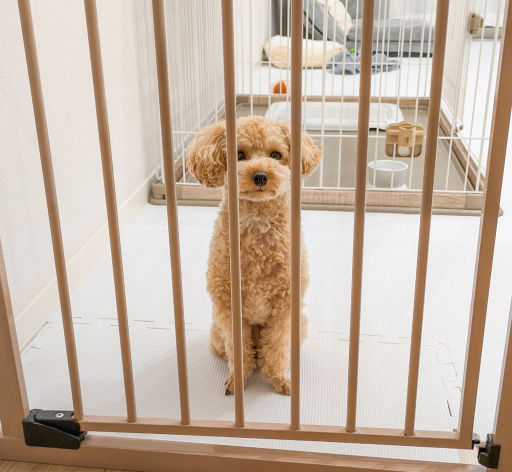 犬用ゲートはどこに必要？侵入防止に役立つ5つの設置場所