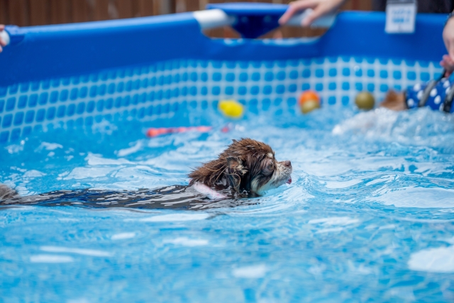 犬用プールの選び方｜サイズ・素材・タイプ別に解説