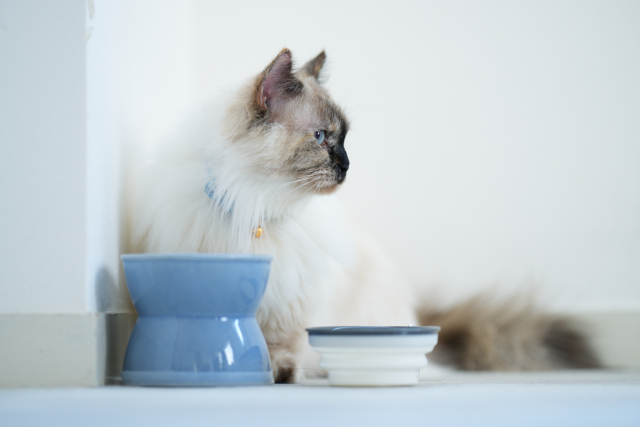 ラグドールの健康な被毛を保つための栄養管理