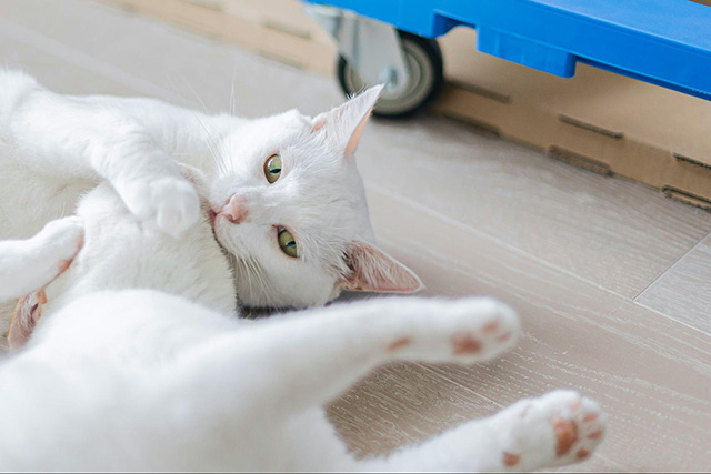多頭飼いの猫のケンカを減らすためにできること