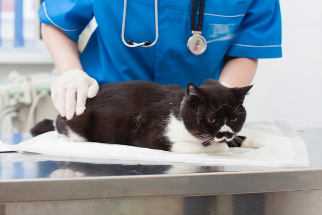 猫の去勢にかかる費用と流れ