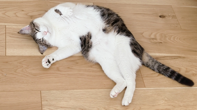 猫特有の5つの『習性』に合わせた間取りの特徴