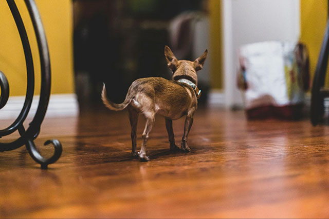 愛犬の安全を守る床材に求められる機能とは