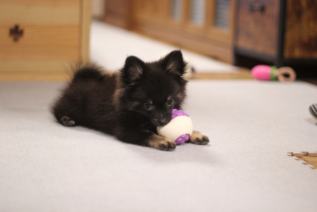 室内でできる子犬の遊び方｜散歩NG期でもしっかり発散させるコツ