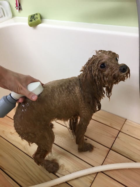 シャワーされて濡れている犬