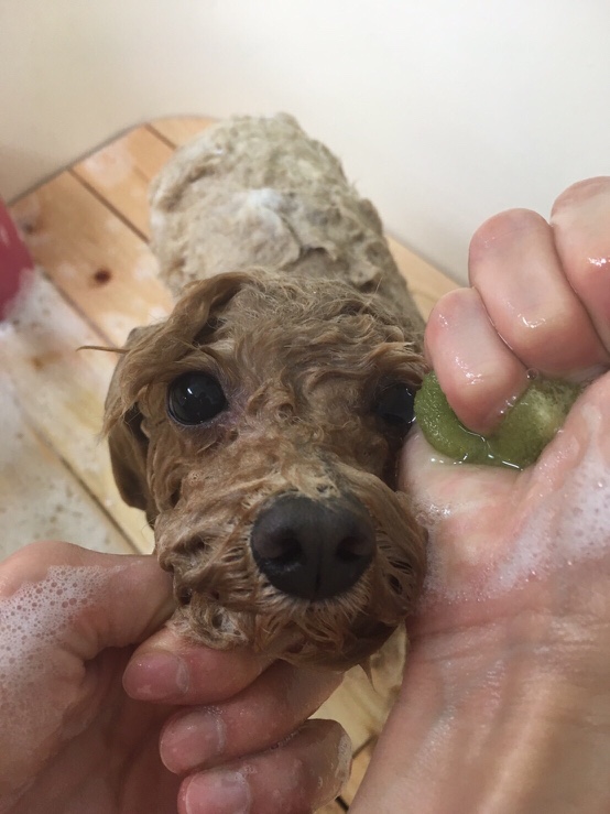 シャンプーされて気持ちよさそうにしている犬