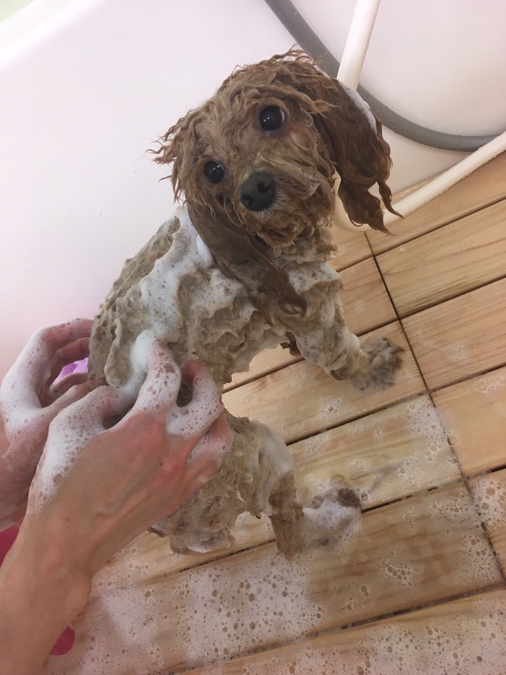 シャンプーされながら飼い主を見ている犬