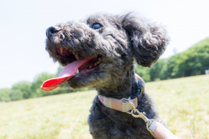 犬の熱中症対策