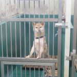 【独占取材】施設も、ボランティアも限界 「殺処分ゼロ」を掲げる神奈川県動物保護センターの現状