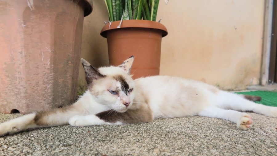 20170401_noraneko_ky_001