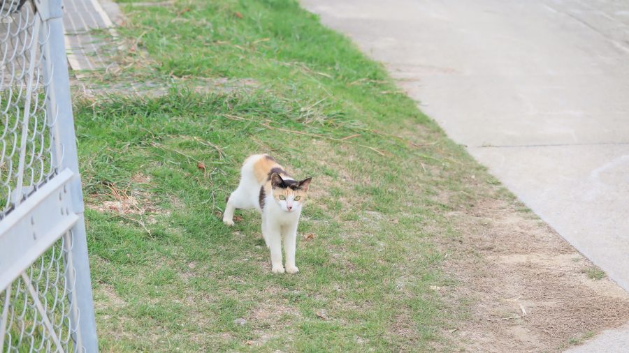 20170401_noraneko_ky_002