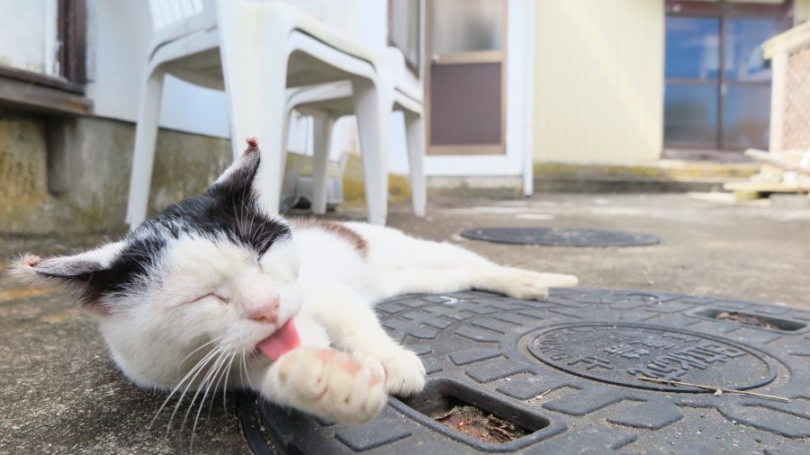 20170401_noraneko_ky_004