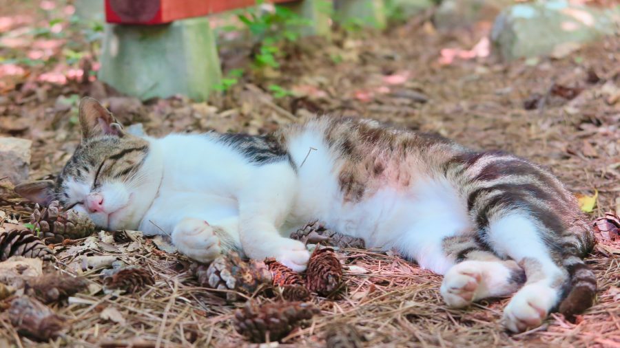 20170401_noraneko_ky_006