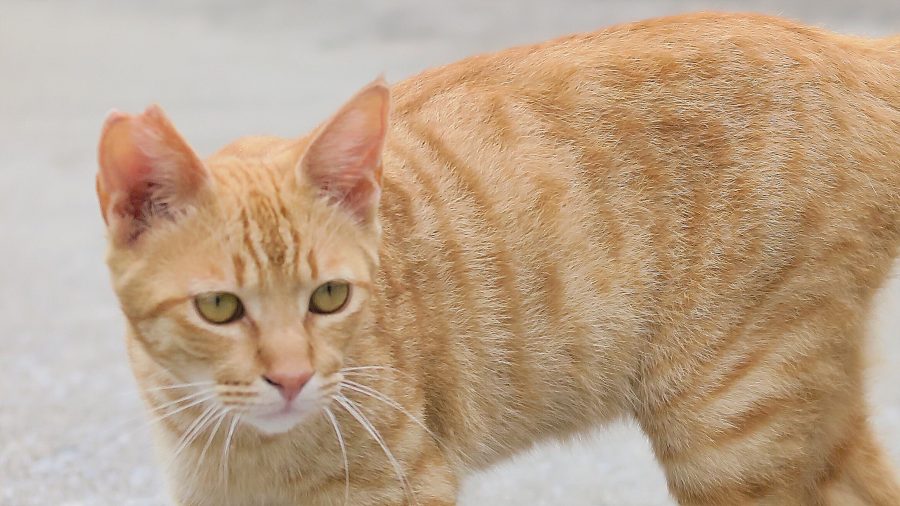 20170401_noraneko_ky_010