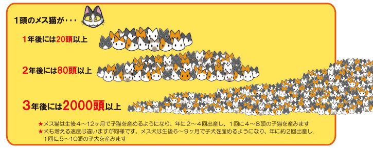 20170401_noraneko_ky_010