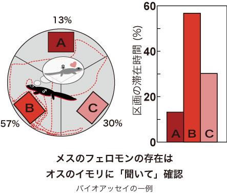 バイオアッセイの一例