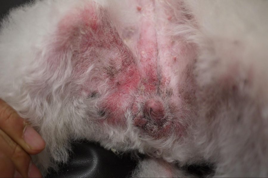 炎症性乳癌にかかった犬の患部