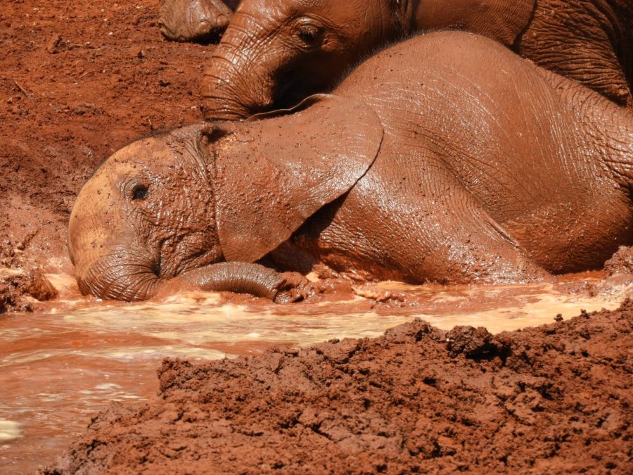 20170620_africa_ni_013